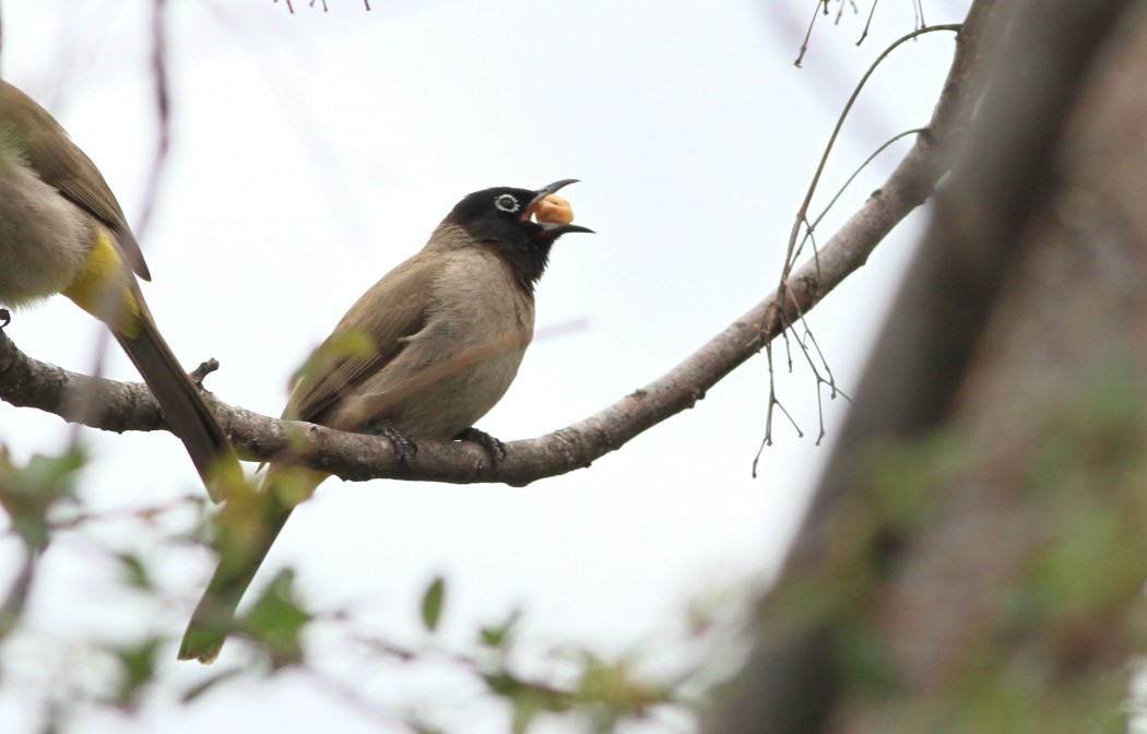 White-spectacled Bulbul