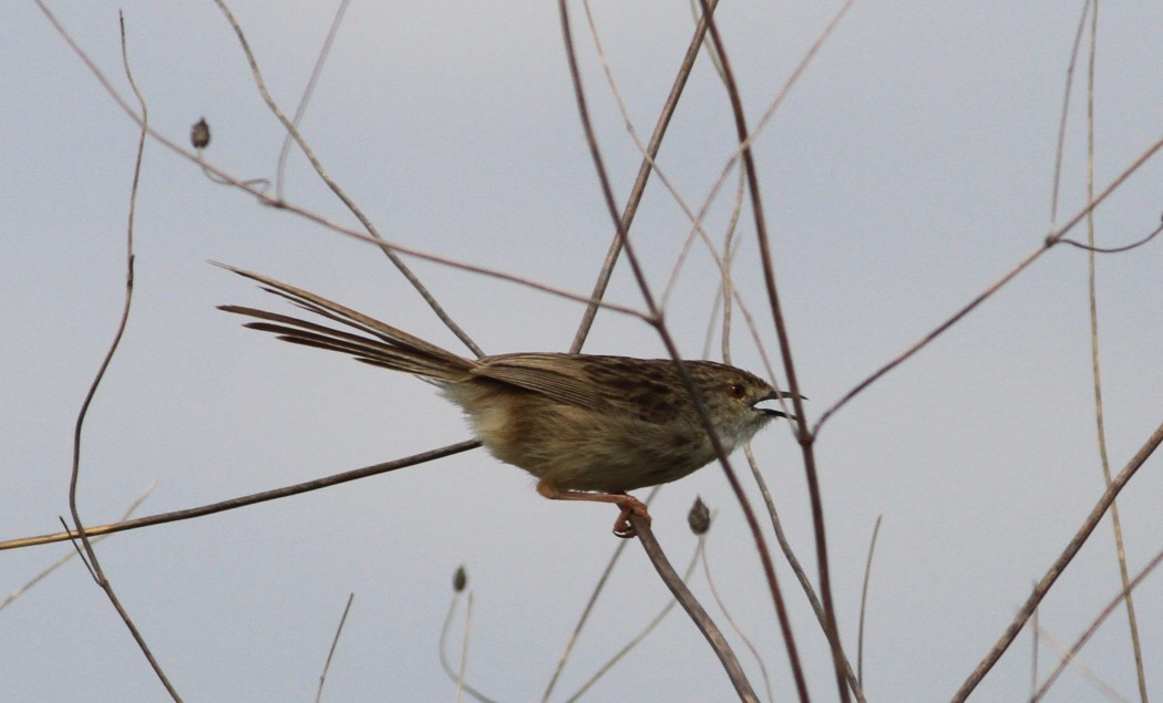 Delicate Prinia
