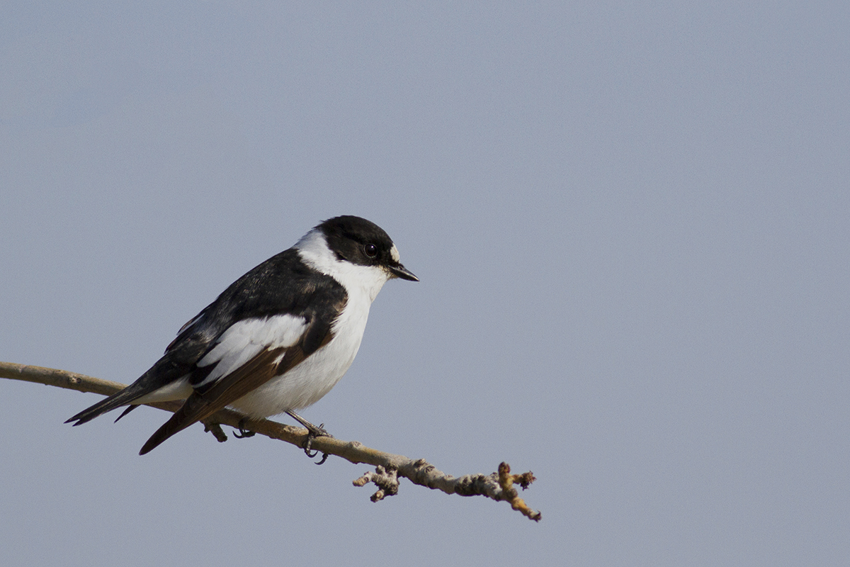 Collared Flycatcher