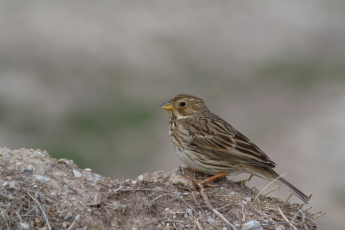Corn Bunting