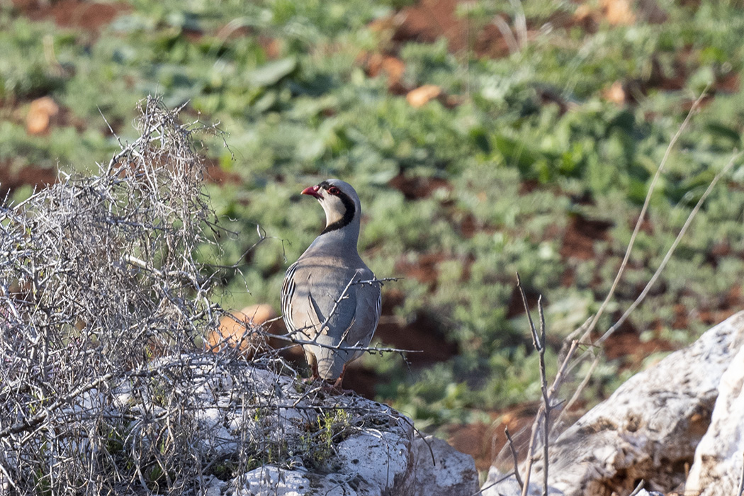 Chukar Partridge