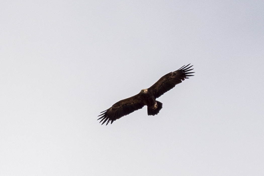 Lesser Spotted Eagle
