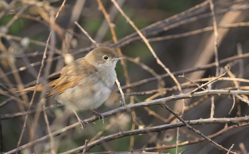 Common Nightingale