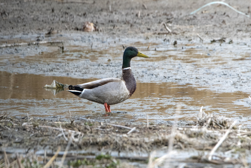 Mallard