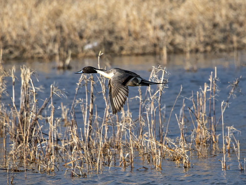 Northern Pintail