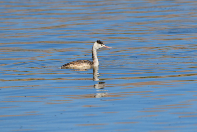 Great Crested Grebe