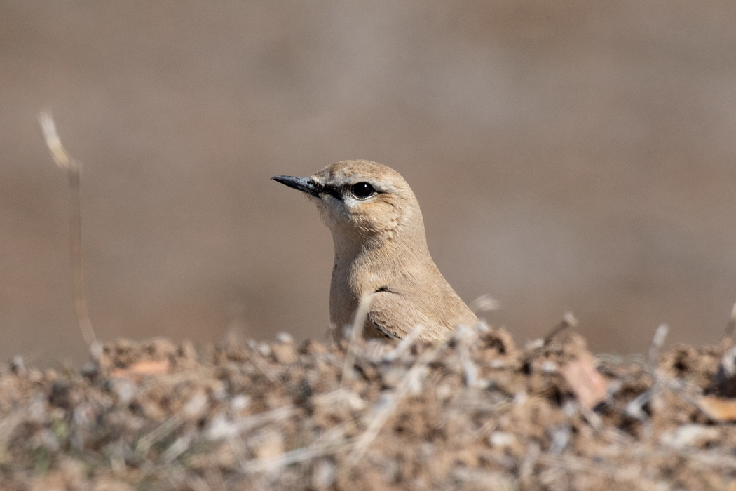 Isabelline Wheatear