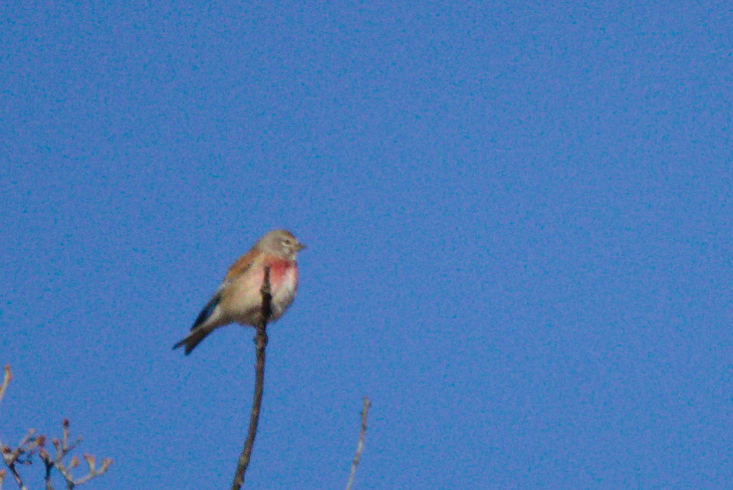 Common Linnet