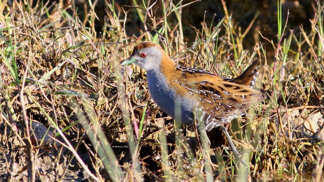 Baillon`s Crake