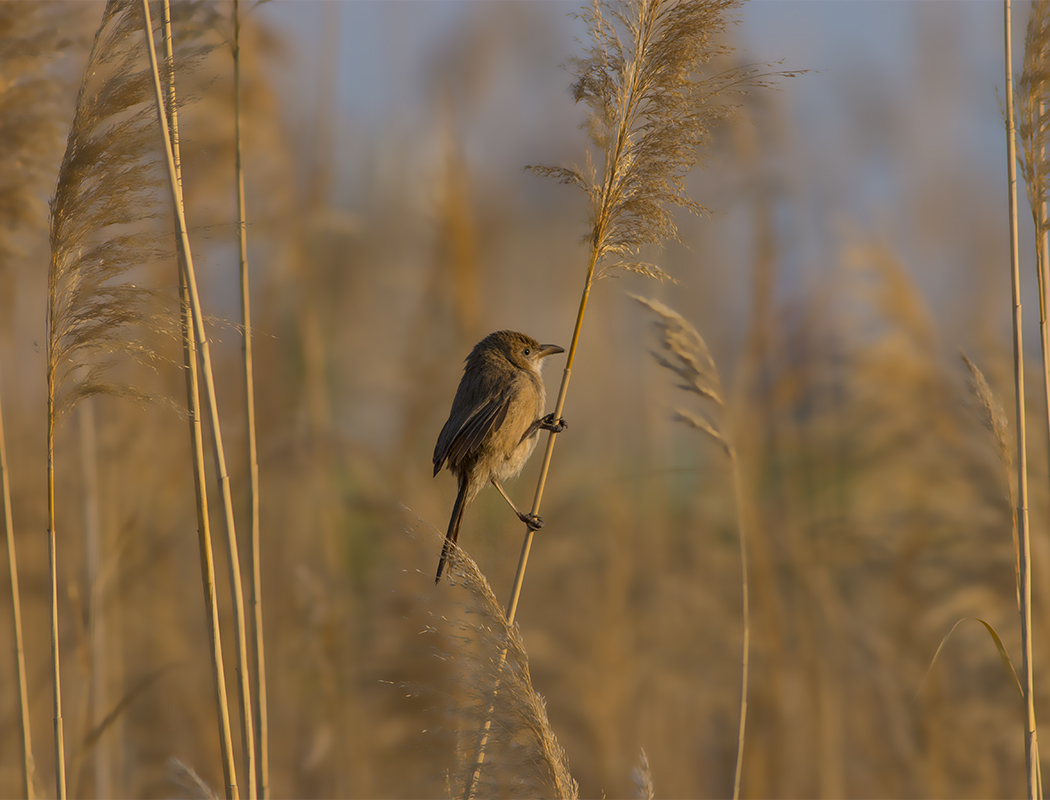 Iraq Babbler