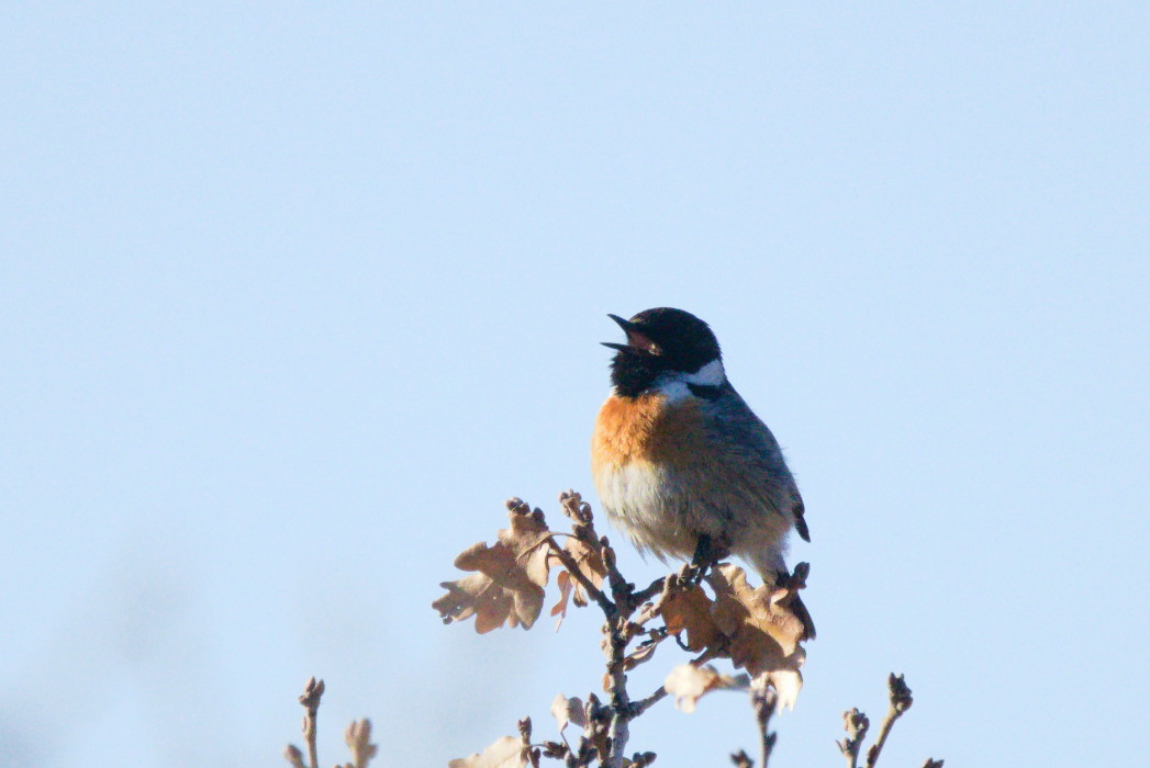 European Stonechat
