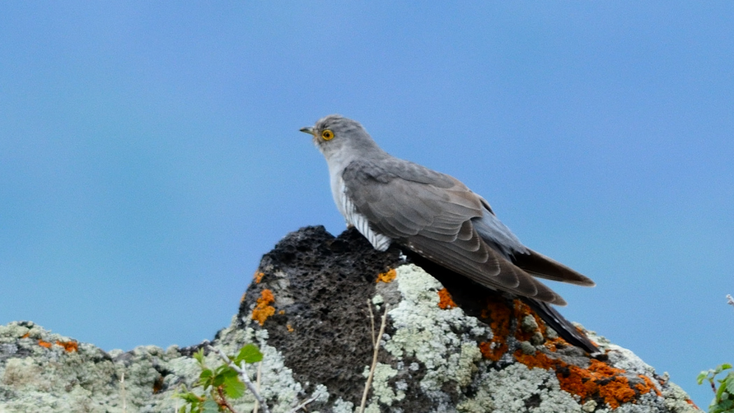 Common Cuckoo