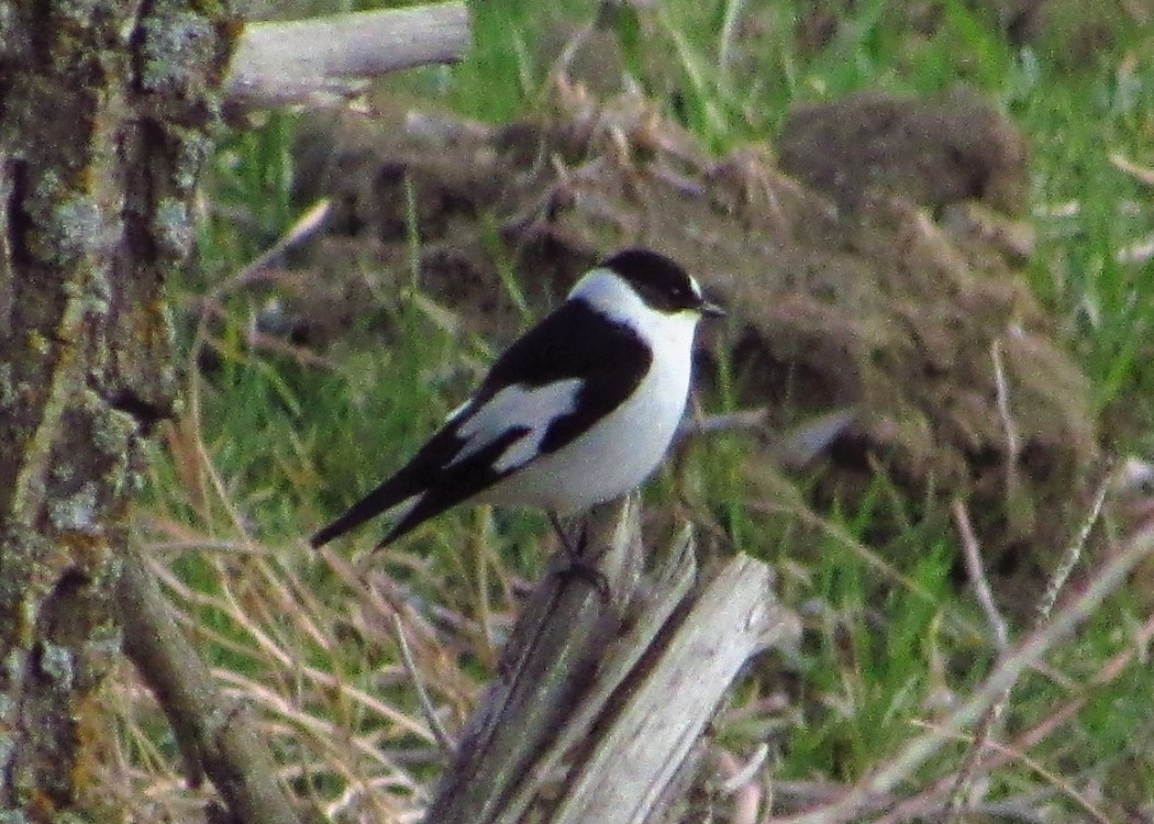 Collared Flycatcher