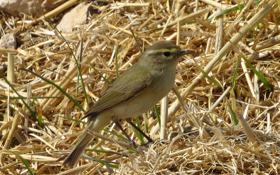Common Chiffchaff