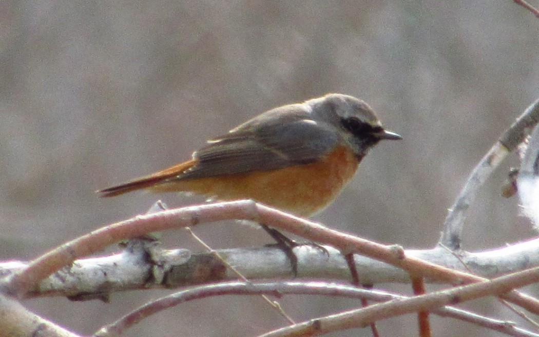 Common Redstart
