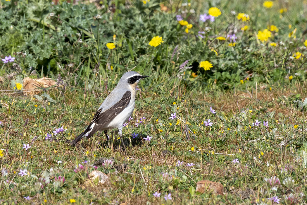 Northern Wheatear