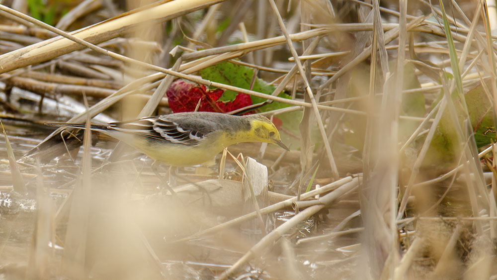 Citrine Wagtail