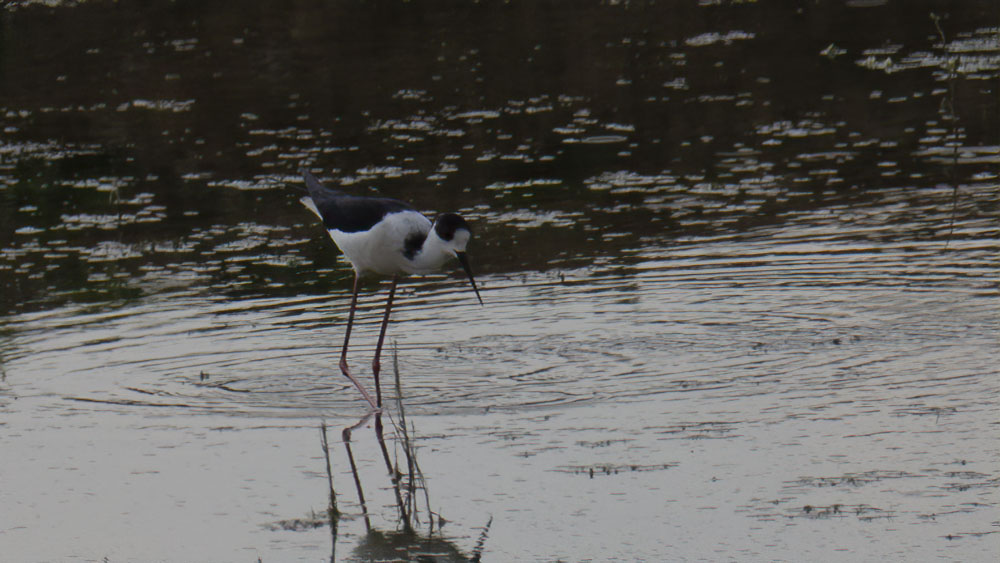 Black-winged Stilt