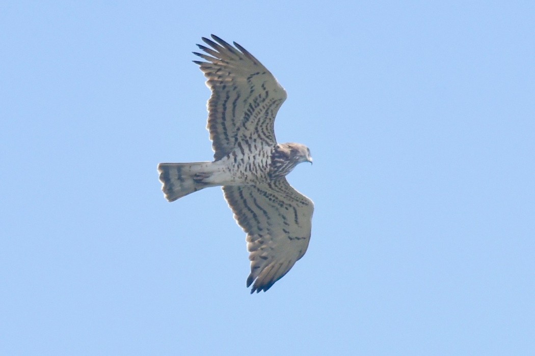 Short-toed Snake Eagle