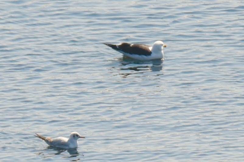 Lesser Black-backed Gull