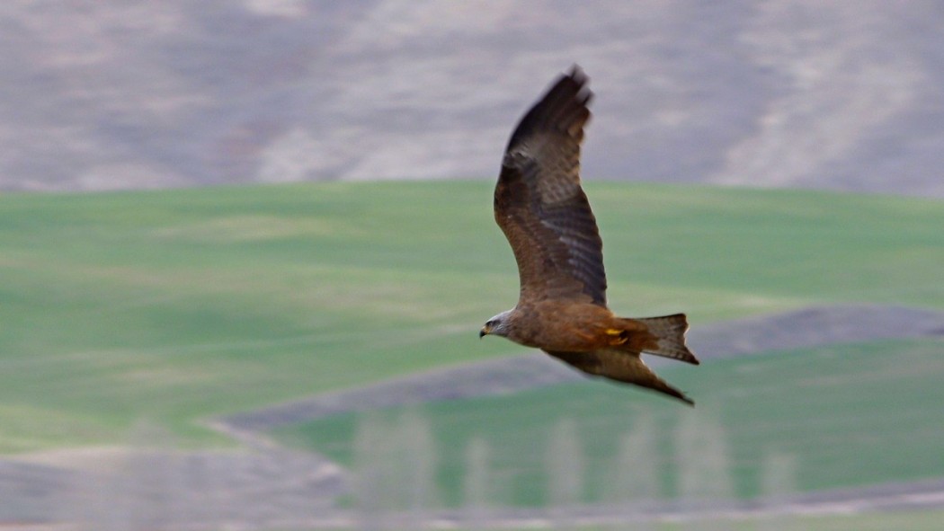 Black Kite