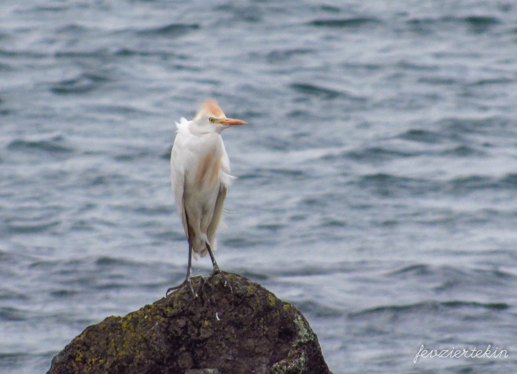 Western Cattle Egret