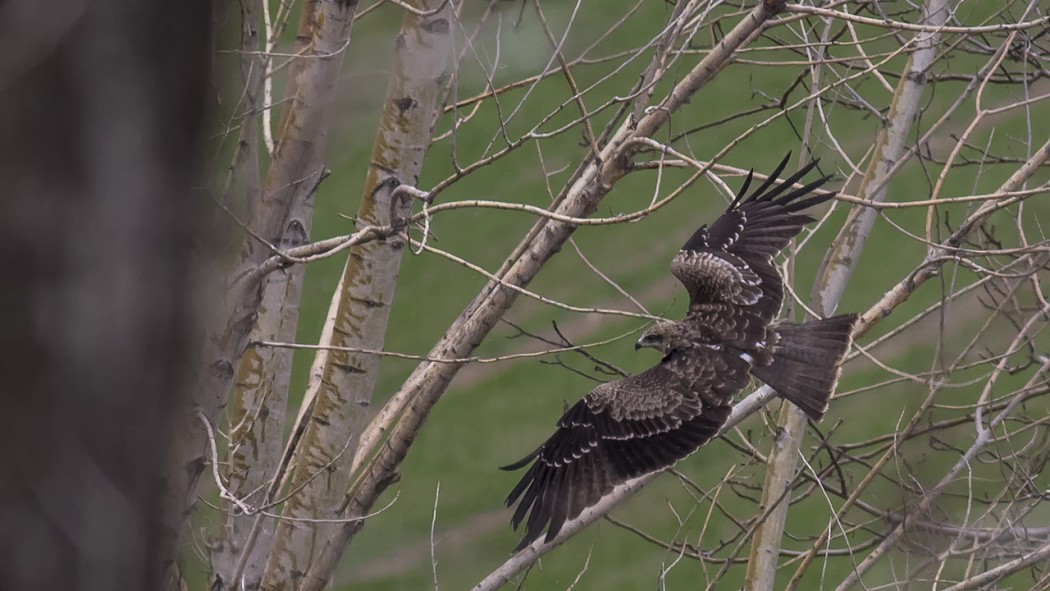 Black Kite