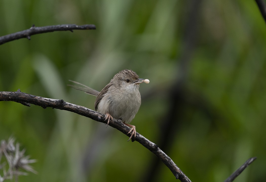 Delicate Prinia