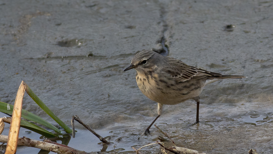 Red-throated Pipit