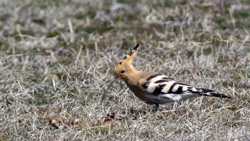 Common Hoopoe