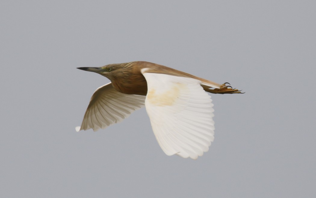 Squacco Heron