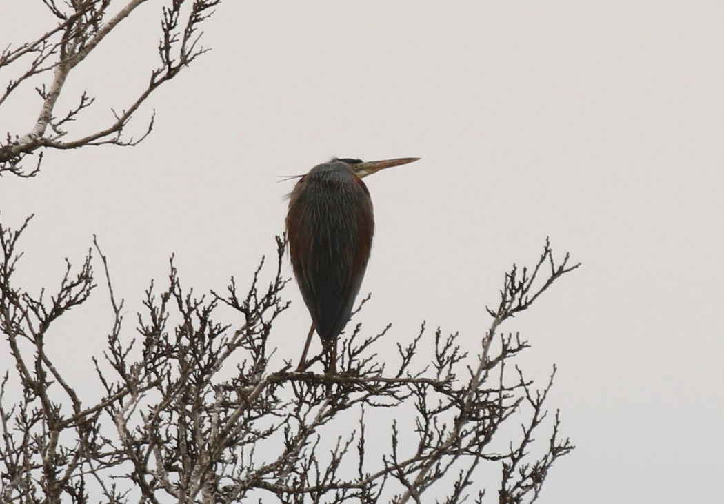 Purple Heron