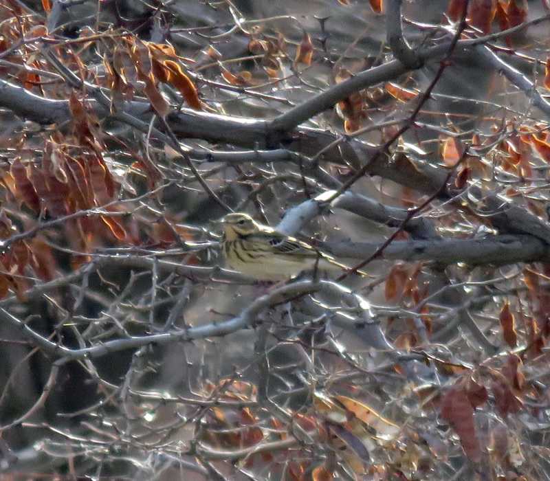 Tree Pipit