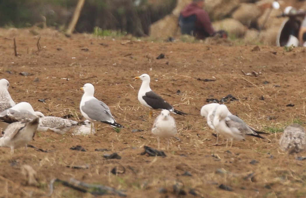 Lesser Black-backed Gull
