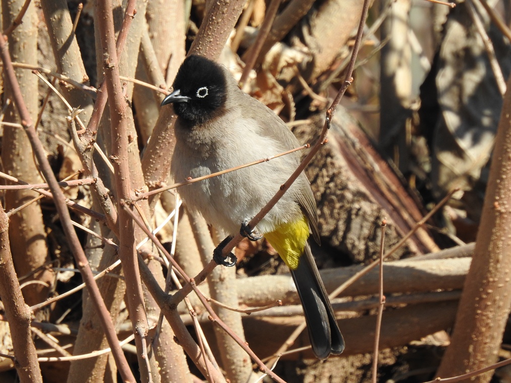 White-spectacled Bulbul