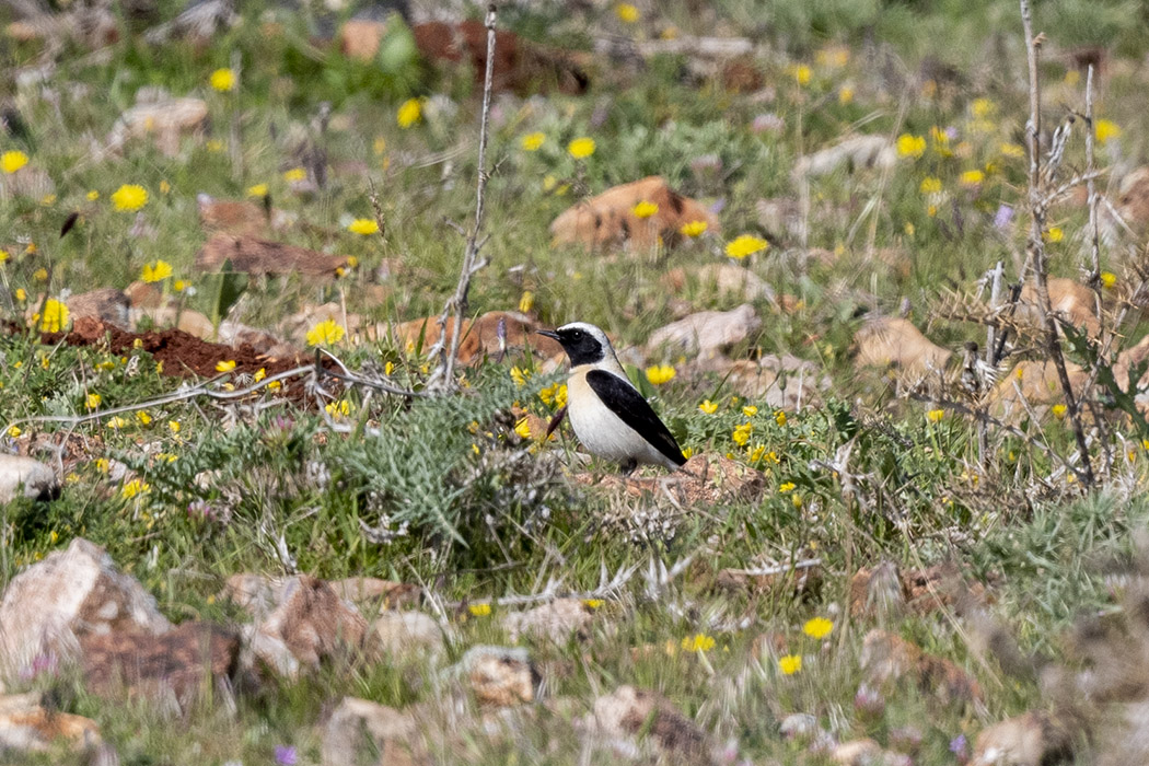 Black-eared Wheatear