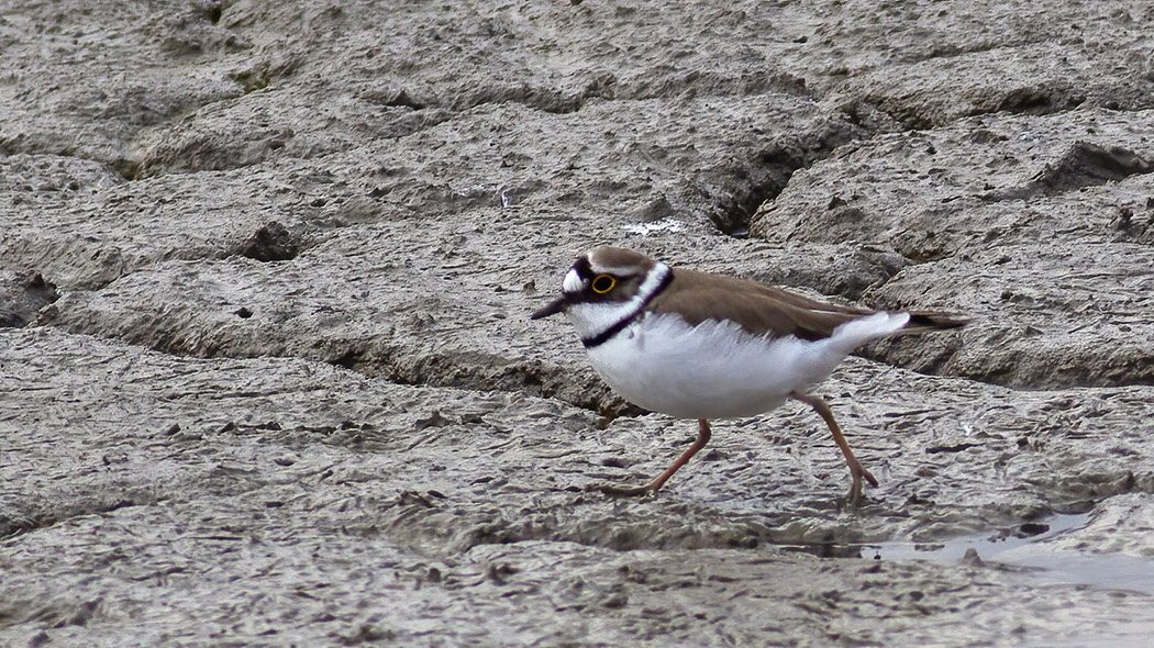 Little Ringed Plover