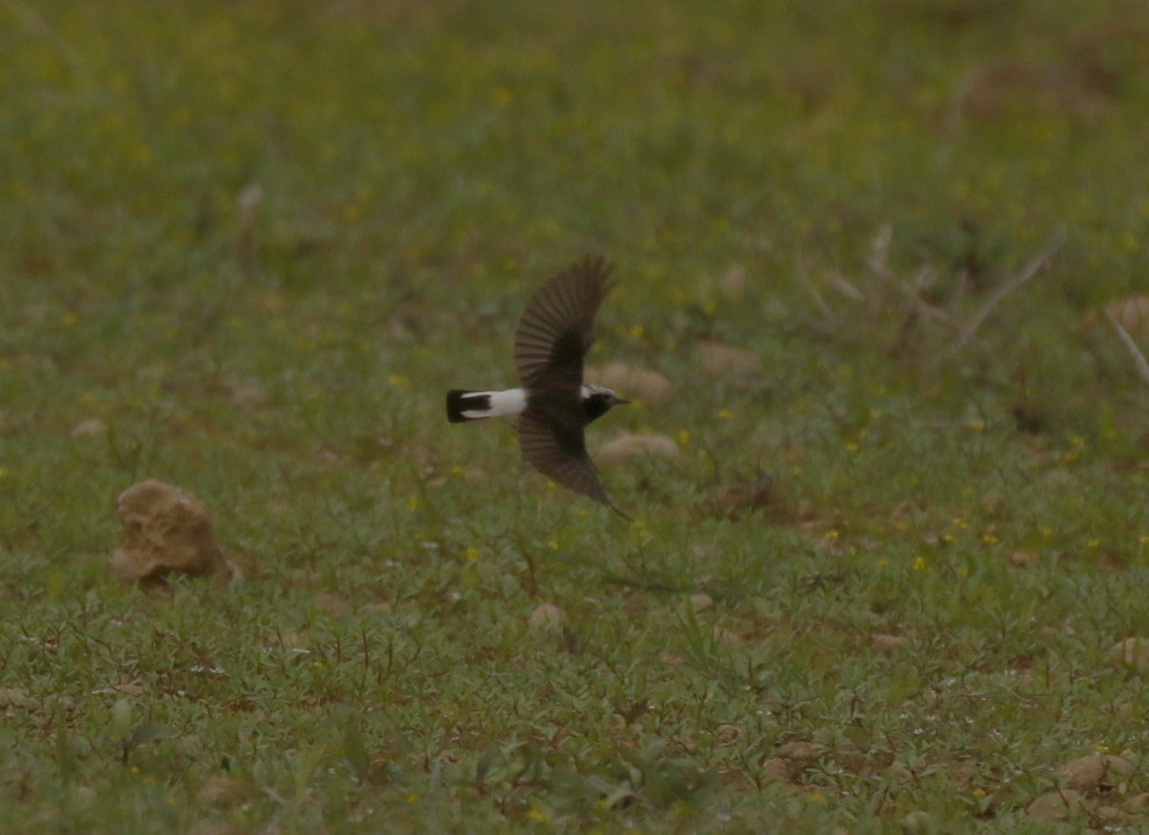 Cyprus Wheatear