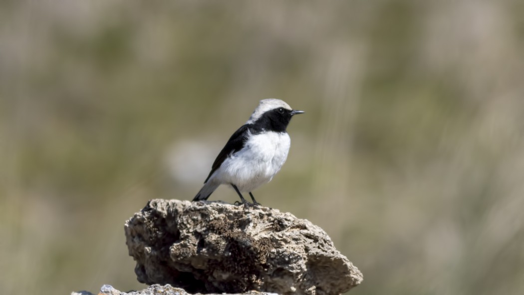 Finsch`s Wheatear