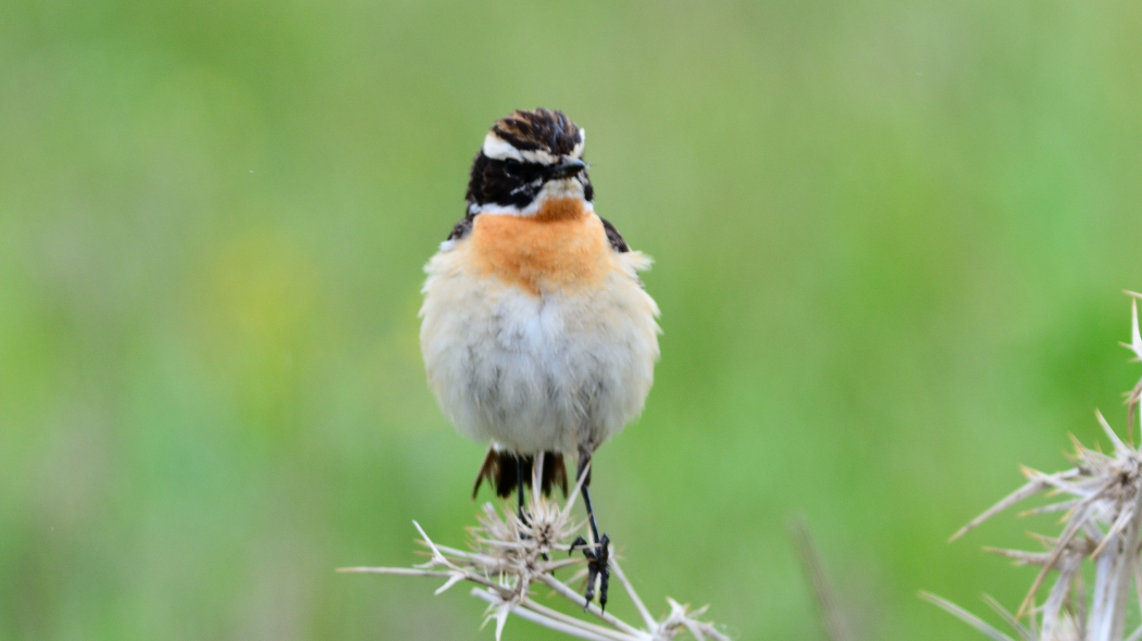 Whinchat