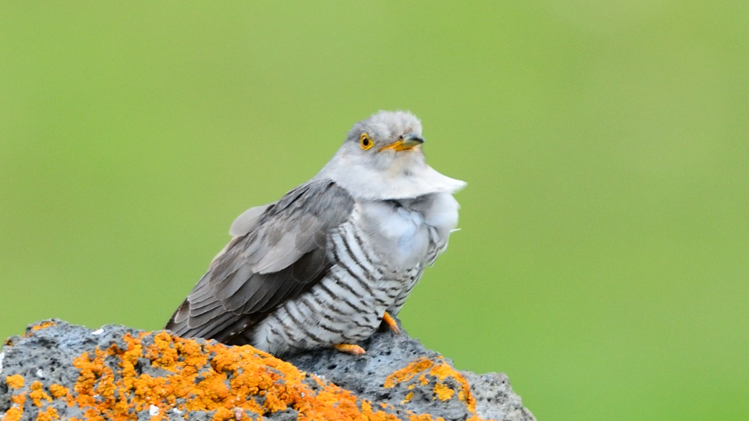 Common Cuckoo