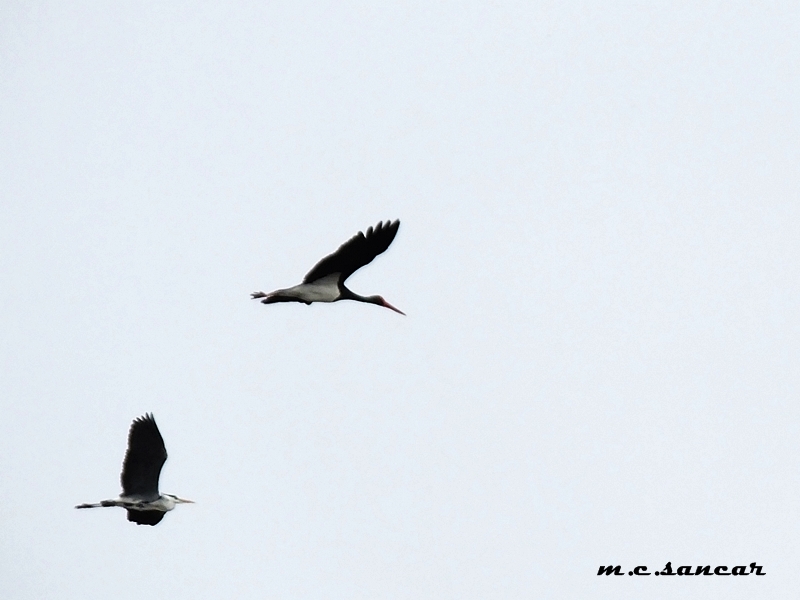 Black Stork