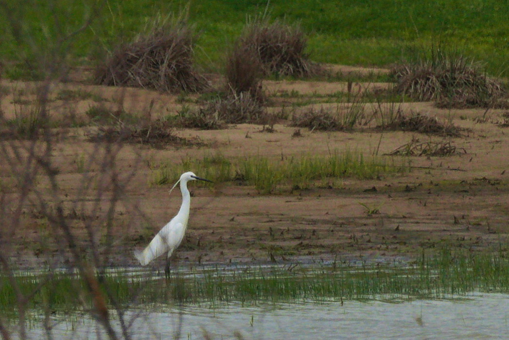 Little Egret