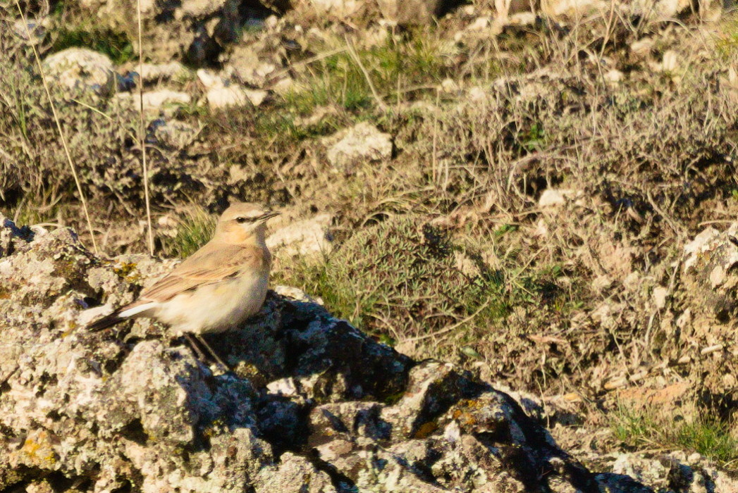 Isabelline Wheatear
