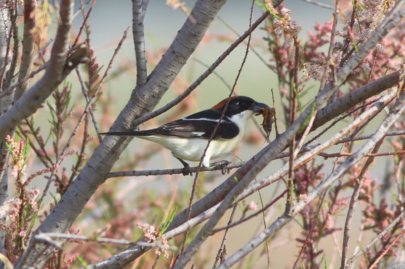 Woodchat Shrike