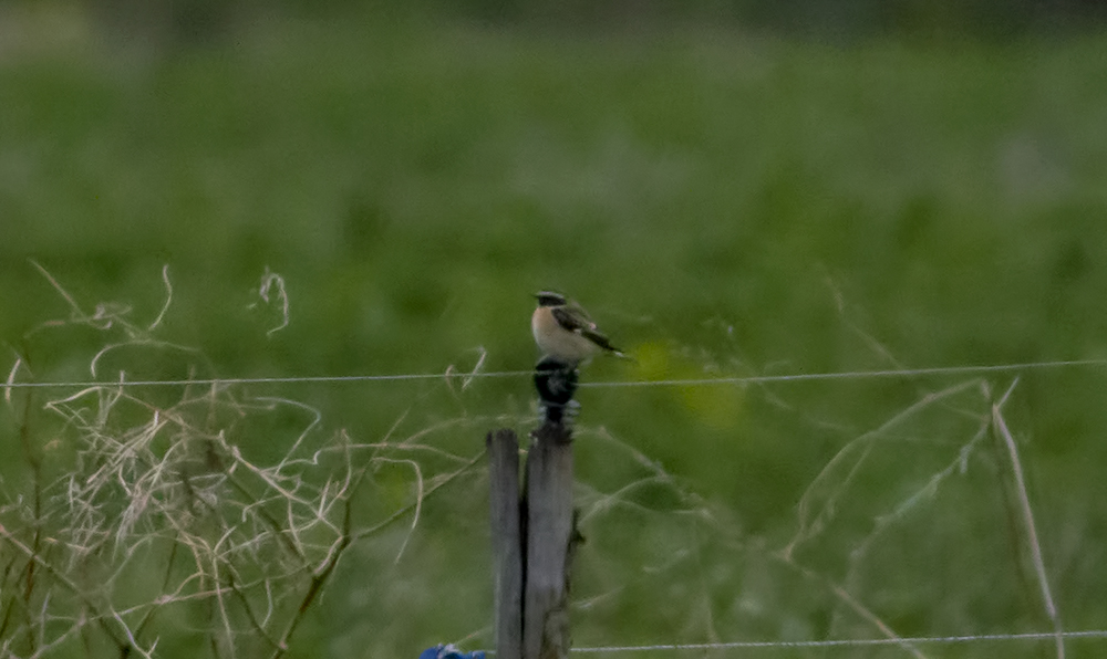 Whinchat