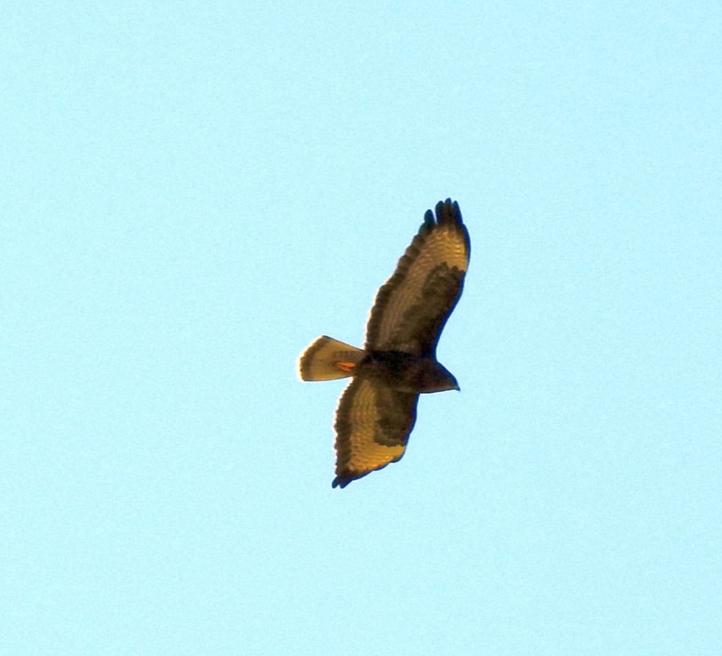 Common Buzzard