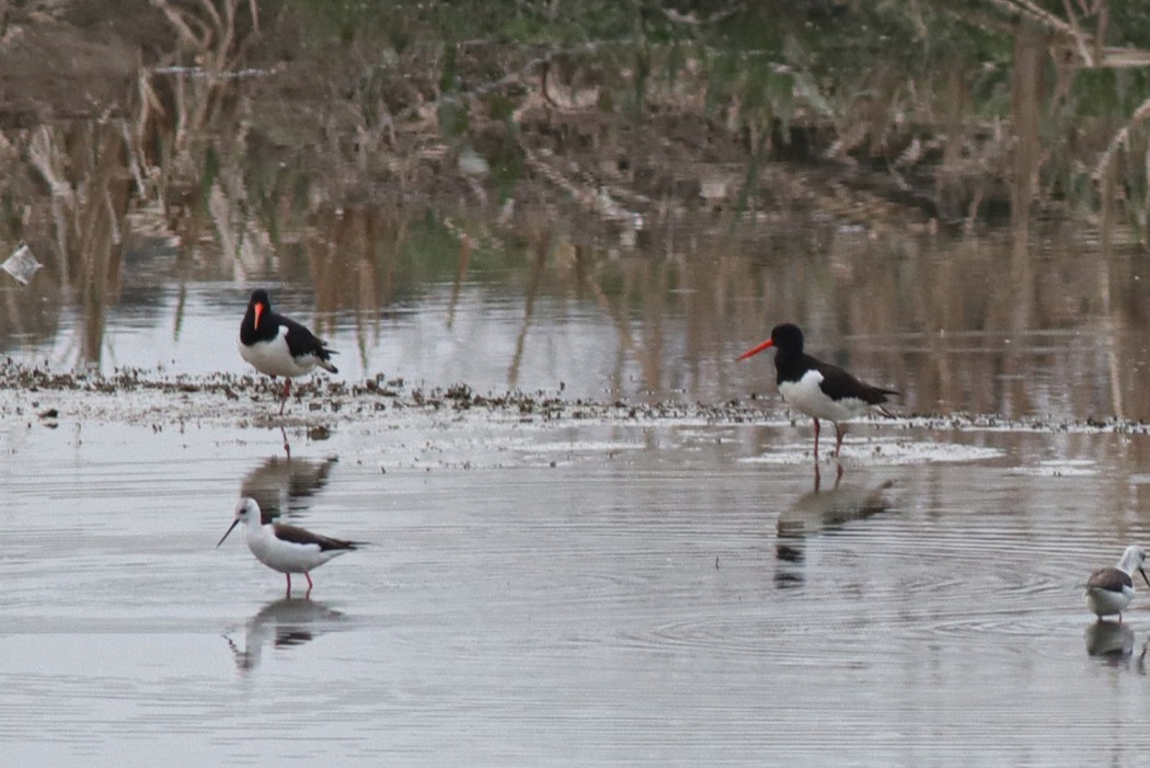 Eurasian Oystercatcher