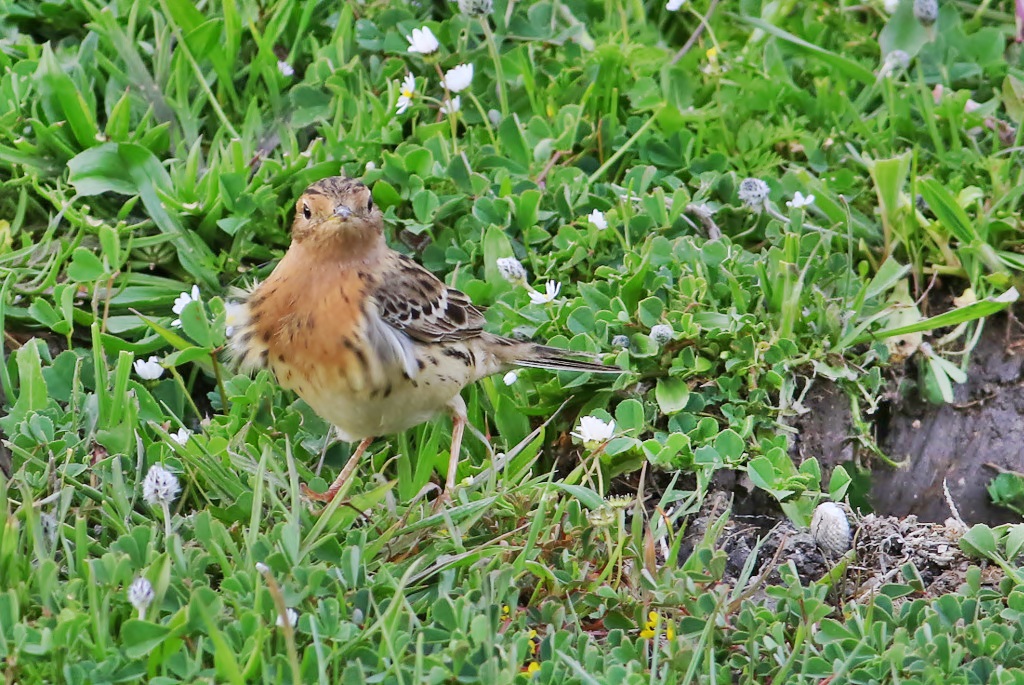 Red-throated Pipit