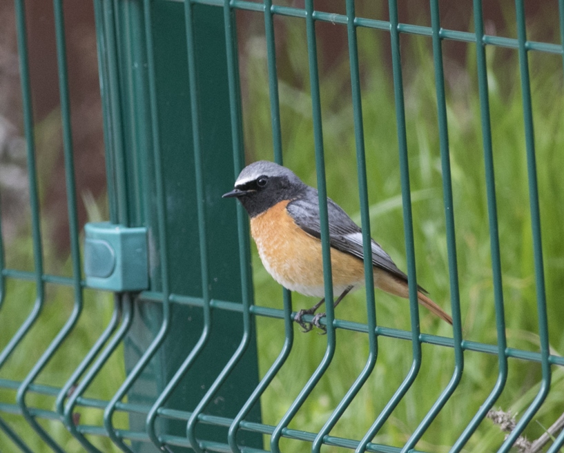 Common Redstart